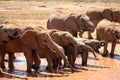 Elephant family in a landscape of Africa, Kenya, Tsavo National Park. Animals at the waterhole. Safari, game drive, savanna Royalty Free Stock Photo