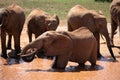 Elephant family in a landscape of Africa, Kenya, Tsavo National Park. Animals at the waterhole. Safari, game drive, savanna Royalty Free Stock Photo