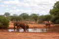 Elephant family in a landscape of Africa, Kenya, Tsavo National Park. Animals at the waterhole. Safari, game drive, savanna Royalty Free Stock Photo