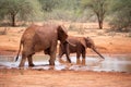 Elephant family in a landscape of Africa, Kenya, Tsavo National Park. Animals at the waterhole. Safari, game drive, savanna Royalty Free Stock Photo