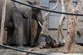 Elephant family - mother and newborn baby elephant. Zoo Tiergarten Schoenbrunn, Vienna, Austria