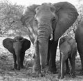 Elephant Family