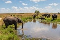 Elephant family moving around Royalty Free Stock Photo