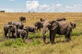 Elephant family moving around Royalty Free Stock Photo