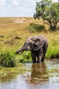 Elephant family moving around Royalty Free Stock Photo