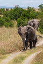 Elephant family moving around Royalty Free Stock Photo