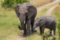 Elephant family moving around Royalty Free Stock Photo
