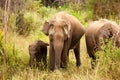 Elephant family in national park in Sri Lanka Royalty Free Stock Photo