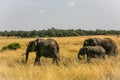 Elephant family on open area on african sawanna Royalty Free Stock Photo