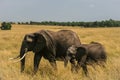 Elephant family Royalty Free Stock Photo