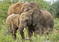 Elephant Family