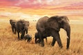 Elephant family on path in savanna in africa. Travel, wildlife and environment concept