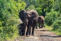 Elephant family on the road. Safari in national parks of South Africa.