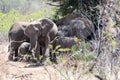 Elephant family south Africa with much more words