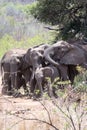 Elephant family south Africa under tree Royalty Free Stock Photo