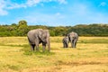 Elephant family in Sri Lanka. Baby, mother and father. Beautiful asian animals eating grass. Wildlife tourism and safari travel. Royalty Free Stock Photo