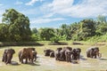 Elephant family, Sri Lanka Royalty Free Stock Photo