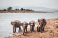 Elephant family standing near the lake for a drink Royalty Free Stock Photo