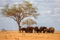 An elephant family is standing under the tree, on safari Royalty Free Stock Photo