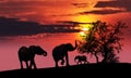 Elephant family at sunset Royalty Free Stock Photo