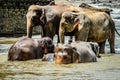 Elephant family while swimming in the Pinnawala Nature Reserve. Sri Lanka. Royalty Free Stock Photo