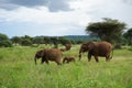 Elephant family taking care of the baby elephant, Tarangire National Park Royalty Free Stock Photo