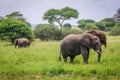 Elephant family in Tarangire Park, Tanzania Royalty Free Stock Photo