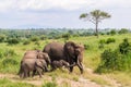 Elephant family in Tarangire Park, Tanzania Royalty Free Stock Photo