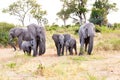 Elephant family, elephant babies protectet by adult elephants. Baby is is taking the breast, Botswana