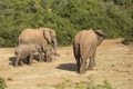 Elephant family with tiny baby