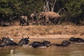 Elephant family in the Udawalawe National Park Sri Lanka. Wildlife observation from safari jeep. A herd of water buffaloes bathing Royalty Free Stock Photo