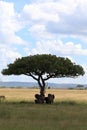 Elephant family under umbrella acacia Royalty Free Stock Photo