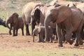 Elephant family waiting at waterhole Royalty Free Stock Photo