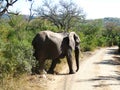 Elephant family walking around Safari Royalty Free Stock Photo