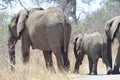 Elephant family walking away from the camera Royalty Free Stock Photo