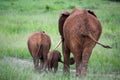 Elephant family walking away in high grass Royalty Free Stock Photo