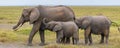 An elephant family walking Royalty Free Stock Photo