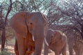 Elephant Family walking in Etosha National Park, Namibia. Royalty Free Stock Photo