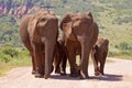 Elephant family walking on a gravel road Royalty Free Stock Photo