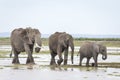 Elephant family walking in line in the wet plains of Amboseli in Kenya Royalty Free Stock Photo