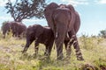 Elephant family walking in the savanna Royalty Free Stock Photo