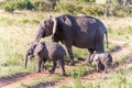 Elephant family walking in the savanna Royalty Free Stock Photo