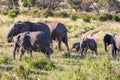 Elephant family walking in the savanna Royalty Free Stock Photo