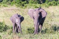 Elephant family walking in the savanna Royalty Free Stock Photo