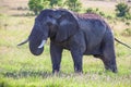 Elephant family walking in the savanna Royalty Free Stock Photo