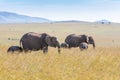 Elephant family walking in the savanna Royalty Free Stock Photo