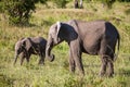 Elephant family walking in the savanna Royalty Free Stock Photo