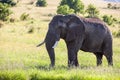 Elephant family walking in the savanna Royalty Free Stock Photo