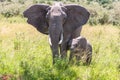 Elephant family walking in the savanna Royalty Free Stock Photo