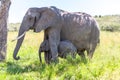 Elephant family walking in the savanna Royalty Free Stock Photo